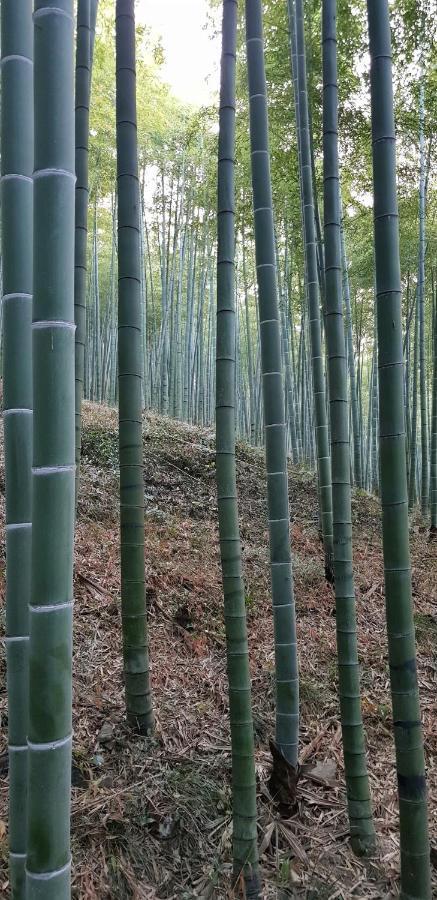 Moganshan Bamboo View Guesthouse Deqing Exterior photo